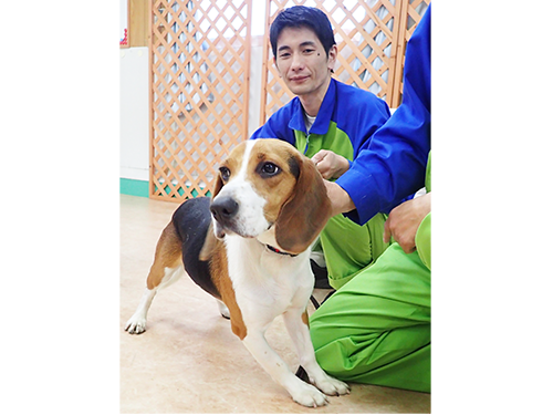 シロアリ探知犬のビート